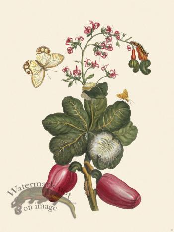 Merian Metamorphosis 16